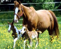 Рождение двойни у лошадей - большая редкость!
