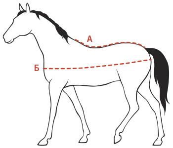 Таблица размеров попоны для лошади