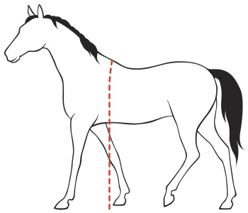 Таблица Амуниция для лошадей